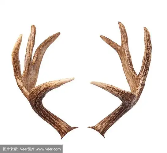 麋鹿鹿角.孤立在白色