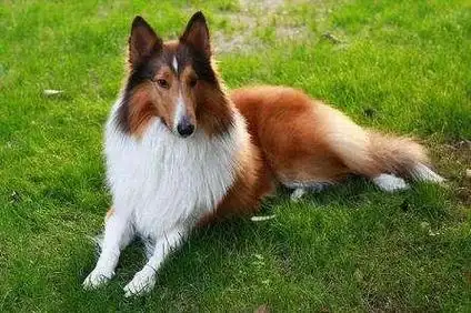 毛发很长的大型犬有阿拉斯加雪橇犬,边境牧羊犬,萨摩