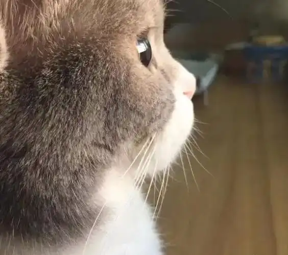 一只猫咪的侧颜杀真的非常惊艳了