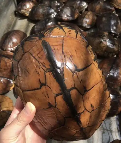 越南石龟(论越南石龟的前世今生)