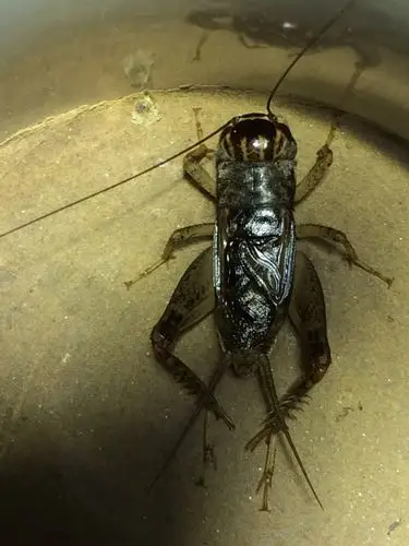 2017大兵野生蟋蟀,团购八条出售!童叟无欺,预购从速!