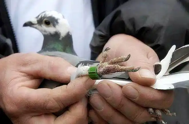 古代都是用信鸽送信信鸽怎么知道送信的确切位置呢