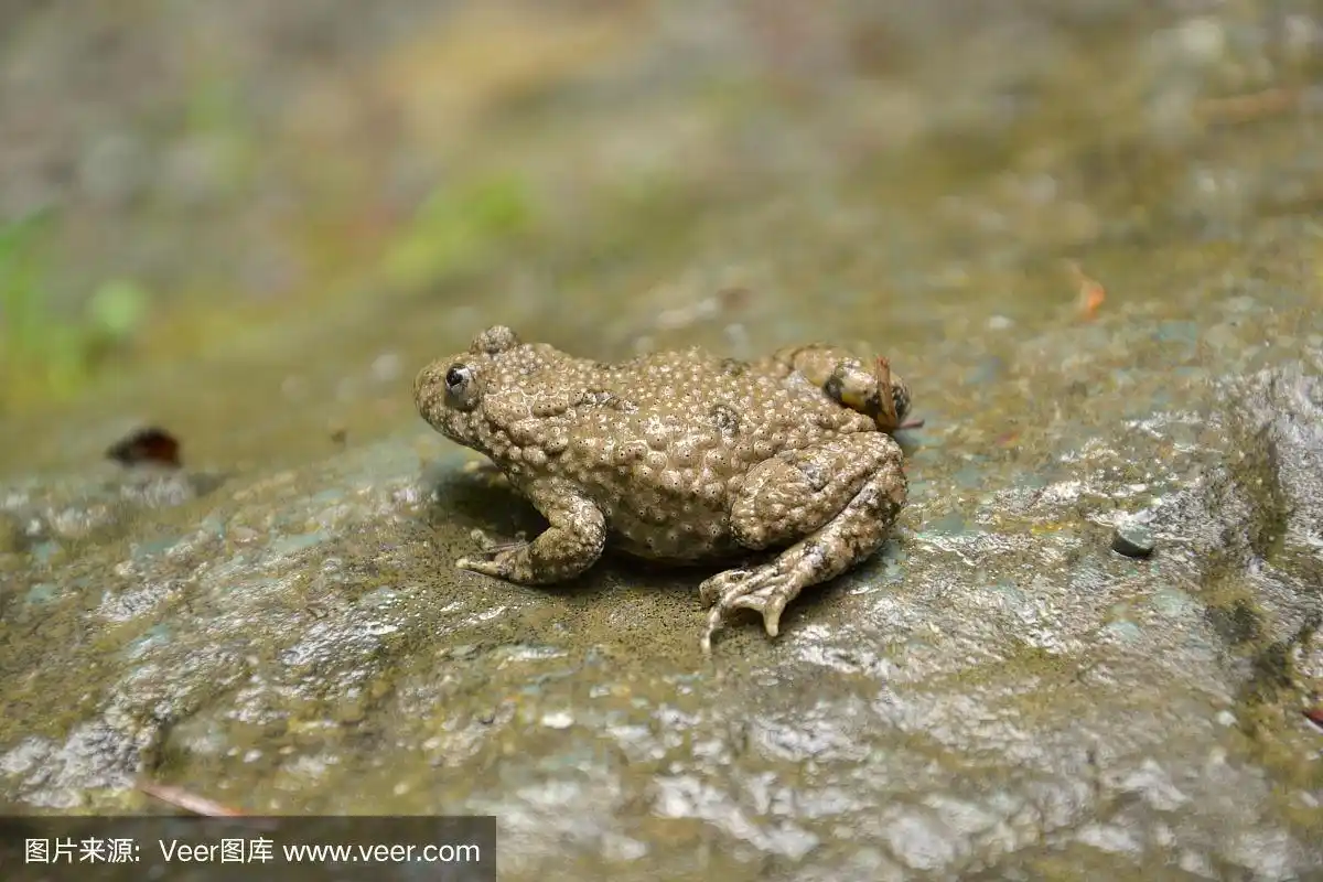 黄腹蟾蜍
