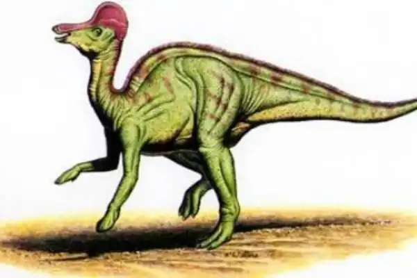 冠龙和大部分鸭嘴龙科恐龙一样,都是前肢较短,而后肢较长且粗壮,平时