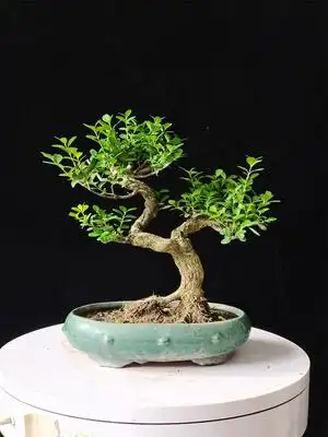 岭南掌上瓜子黄杨矮霸千年四季常青庭院绿植一物一拍造型盆景