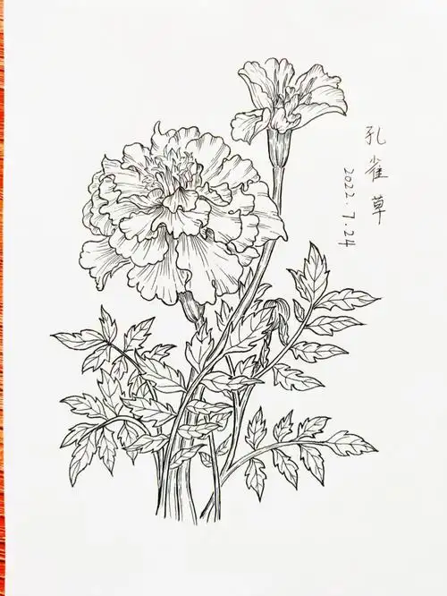 黑白线描临摹|植物花卉|孔雀草