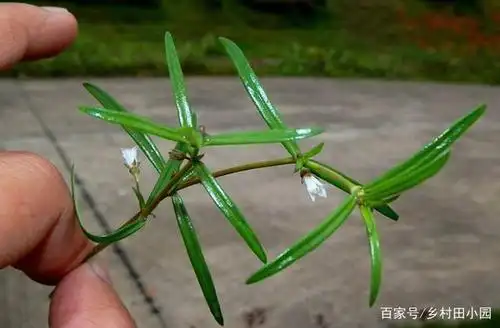 你知道吗?你去药房买的白花蛇舌草,很有可能是假的!