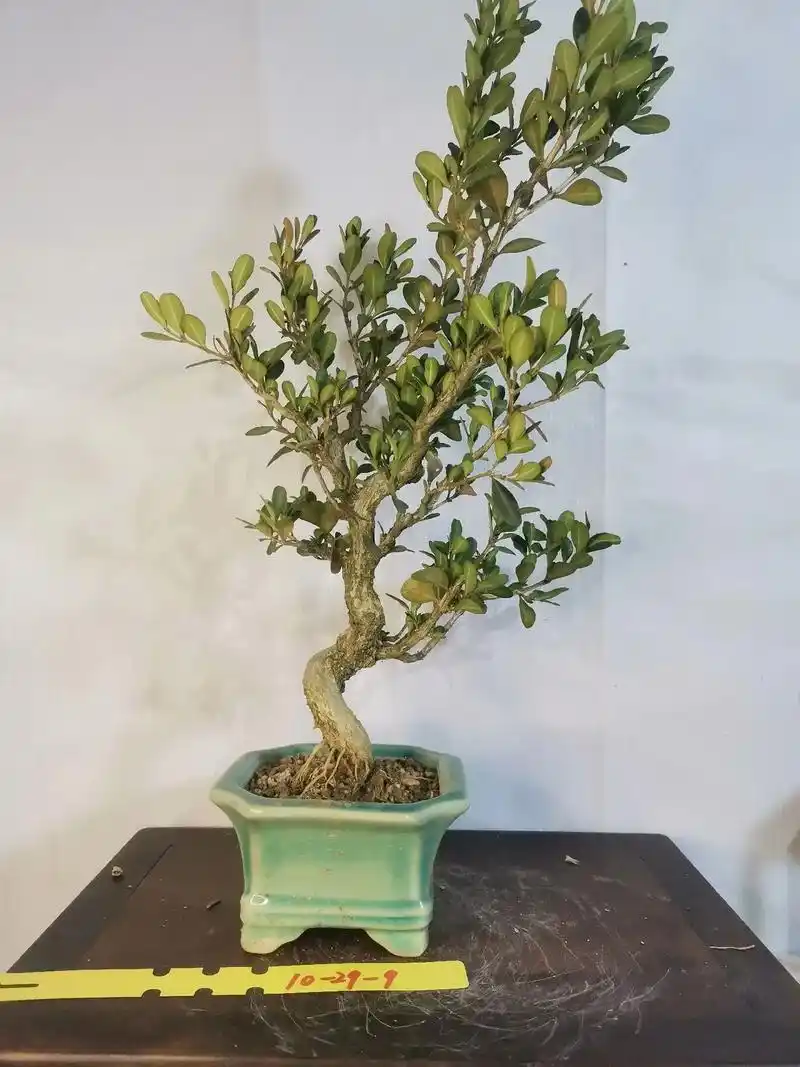 白皮瓜子黄杨老桩素材#盆景艺术 #盆景造型欣赏视频  - 抖音