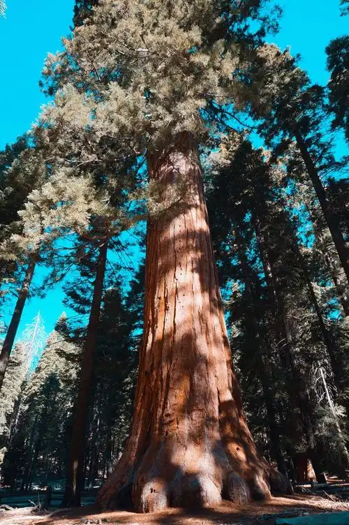 马里波萨谷巨杉林