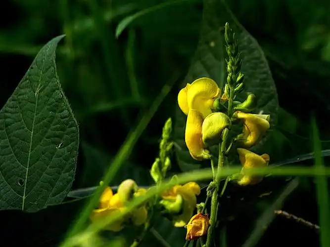 山绿豆 宾得k-3 宾得hd55-300