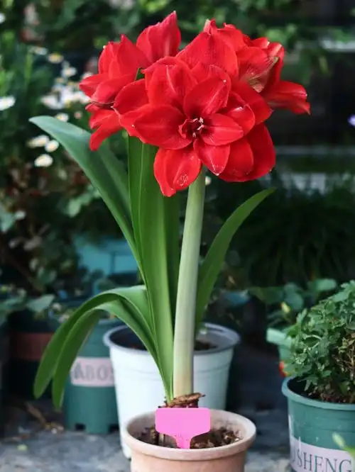 朱顶红樱桃妮芙