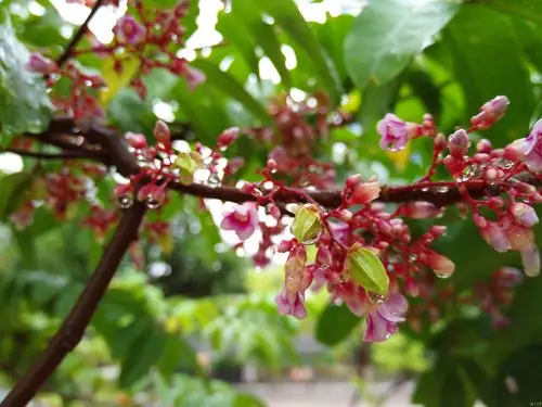 美丽清新的杨桃花