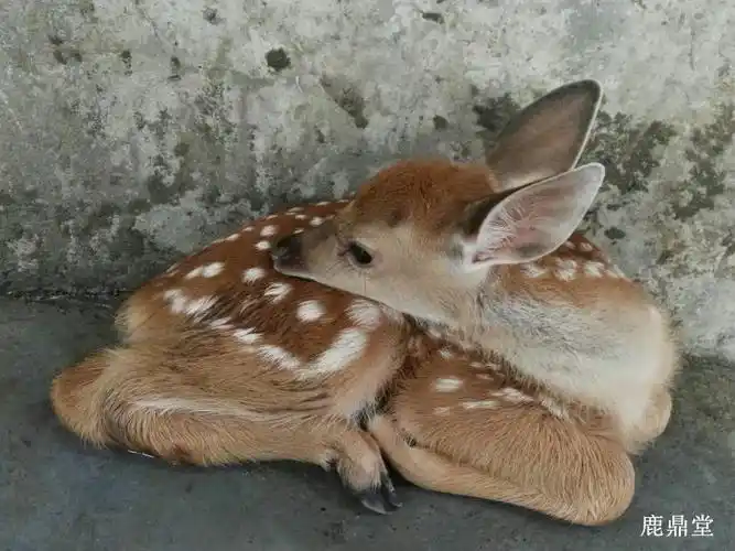 宠物鹿驯化记,和田龙鹿天使—来来6个月了.