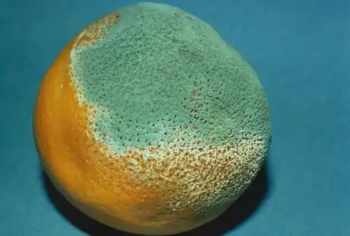 梅雨季节,谨防霉菌过敏!