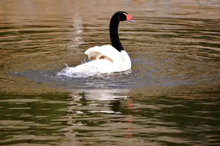 其它 威海荣城西霞口~野生动物园 写美篇黑色头颈白天鹅 孤傲戏水寻