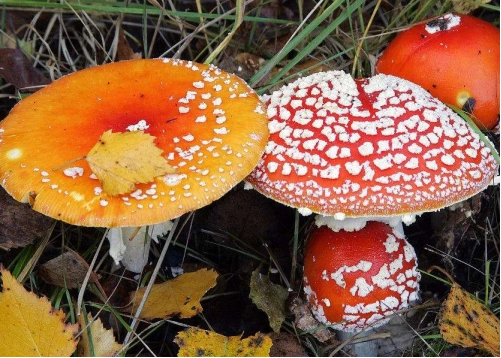 最常见野生毒蘑菇的类型—— 白毒伞