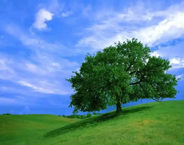 【转载】一棵树,孤独的风景(共享美图)