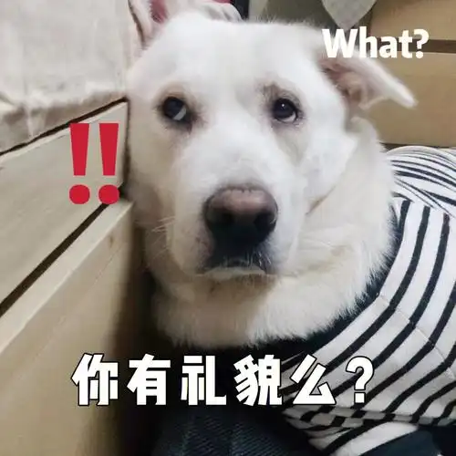 每看一次笑一次,不愧是表情王本王#狗子表情包  #marina莉莉  #小红薯