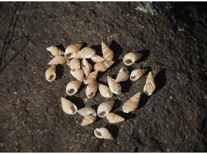 浅纹螺 小海螺米螺 家居装饰 天然海螺贝壳精品水族装饰 摆件收藏