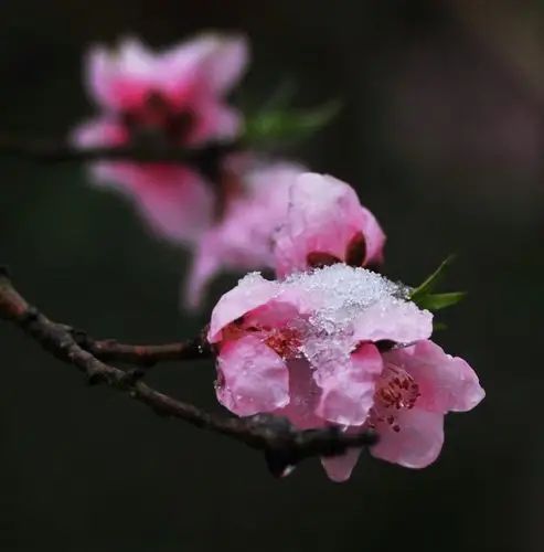 沐雪的桃花