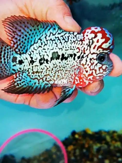 满头花 纹路漂亮 身板大气 后期极品鱼#罗汉鱼