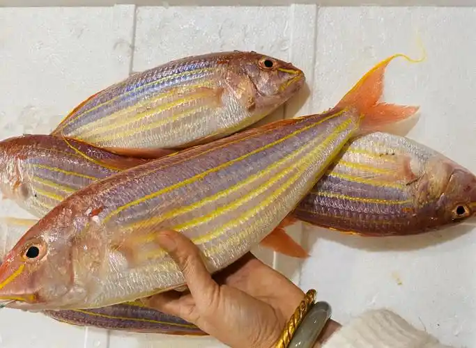 【海鲜精选】东山海鲜61活鲜野生金线鱼(顺丰冷链配送) 蒜瓣肉质