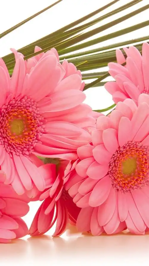 非洲菊粉红色的花朵