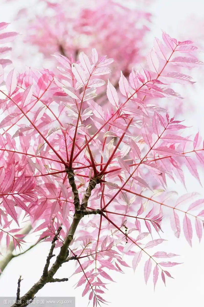 香椿,toona sinensis flamingo,工作室拍摄了粉红色的叶子和树枝的