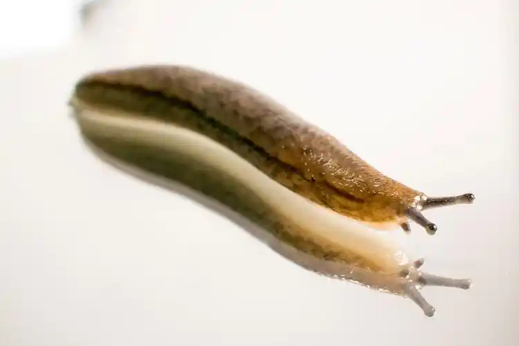 蛞蝓图片昆虫蛞蝓