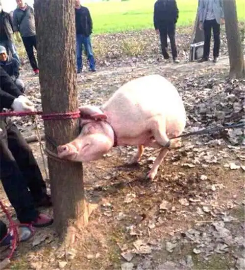 2014年江苏2岁男童被猪咬死猪肚里还有尸骨为何家猪会吃人