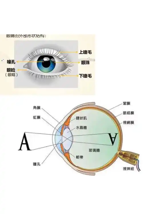 其它 爱眼护眼,从小做起————大五班爱眼日主题活动 写美篇眼睛是
