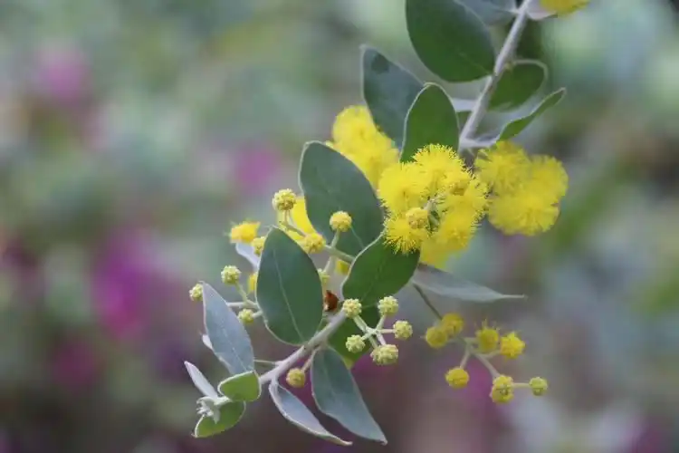 金合欢,澳洲国花来自杨叮铃
