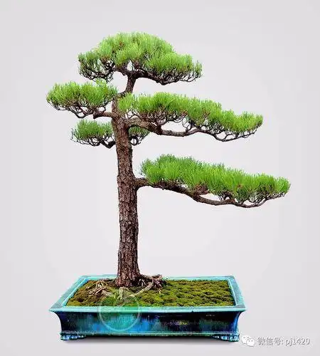 黑松迎客松盆景图片迎客松盆景图片