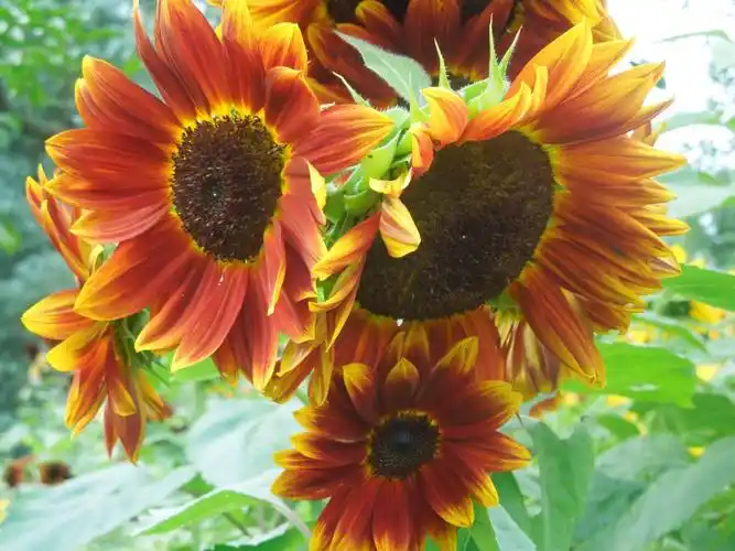 姹紫嫣红一一彩色向日葵花