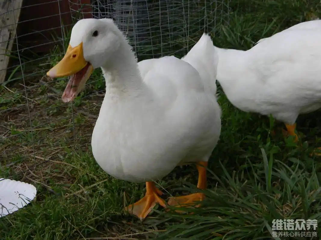 鸭的饲料配方怎么配啊,鸭子喂养饲料方法大全