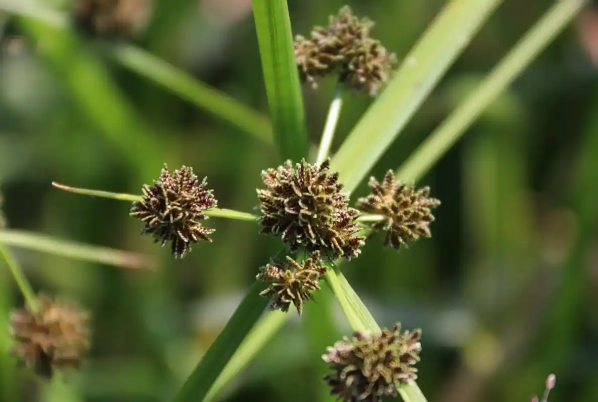 这种野草叫水蜈蚣,生长于水边,能治感冒风寒,寒热头痛