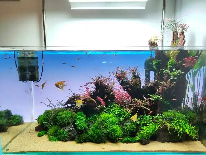 90缸开缸20天 - 水草造景 - cta南美水族