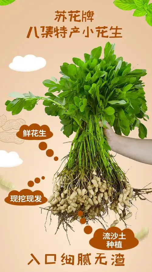 中华特色泗阳馆苏花八集小花生2020年鲜花生当日采摘产地直发suhua
