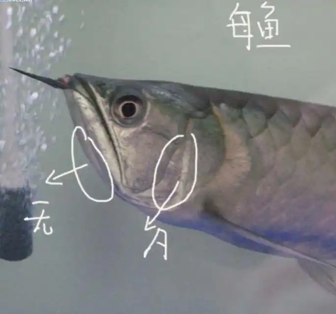 入坑数载,龙鱼雌雄你学会了吗?