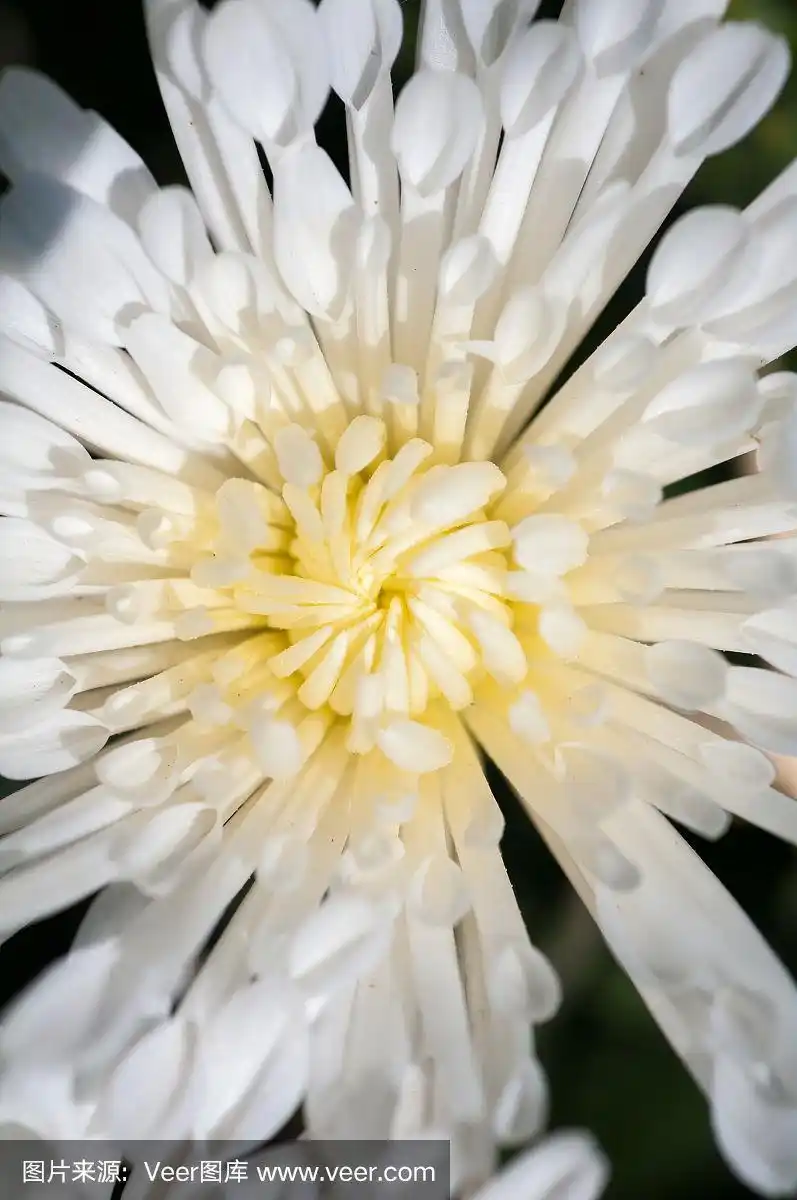 背景的一朵菊花白色特写