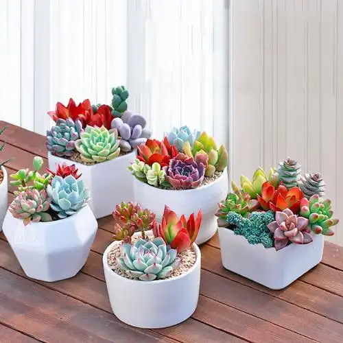 古达多肉植物组合盆栽新款肉肉绿植含盆土套餐室内花卉办公室净空气