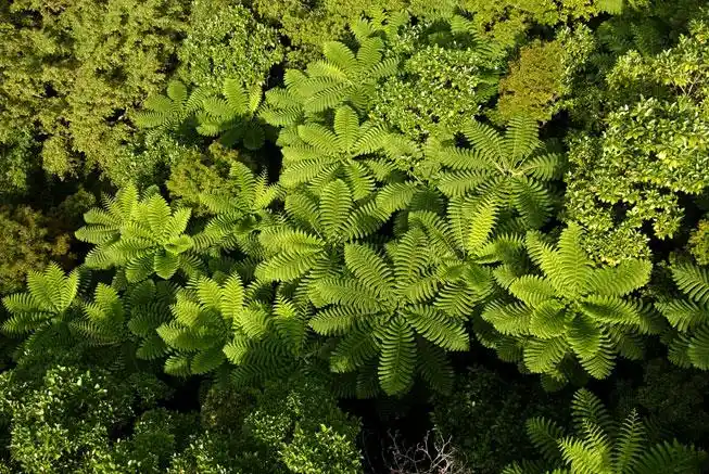 tree fern in new caledonia