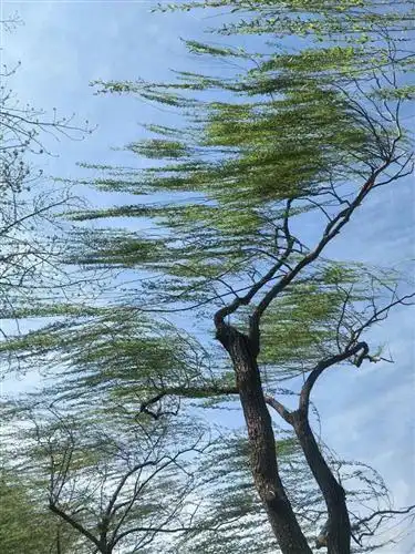 这是今北京七级风刮的树都这样哈哈哈哈