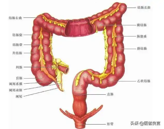 揉腹是先顺时针,还是先逆时针正确,为什么?