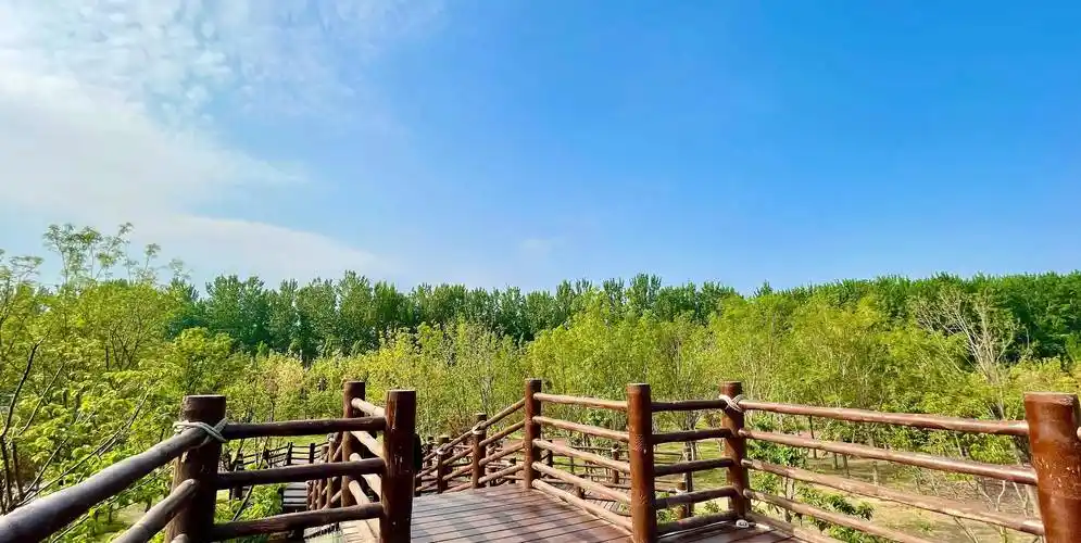 北京东:家门口就能看樱花的潮白河樱花公园,看樱花露营坐火车