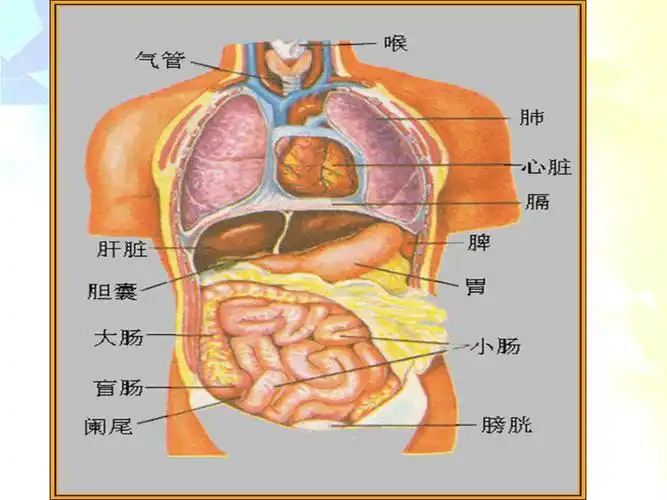 科学六年级下冀教版24人体的组成课件1