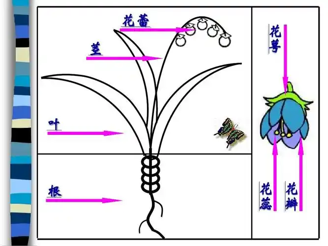 (人教新课标)三年级美术上册《校园里的花》教学课件ppt