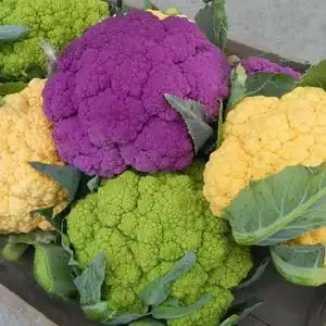西兰花种子籽彩色花椰菜苗宝塔菜南方有机花菜孑紫黄色菜花西兰花