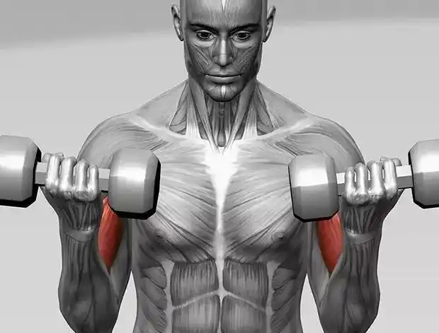 跟着小编来练爆你的肱二头肌吧~!