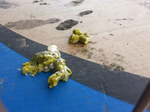 我家鸽子的粪便这样子正常吗?